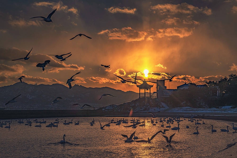 海鸥与晚霞齐飞 乔聚昌 摄.jpg