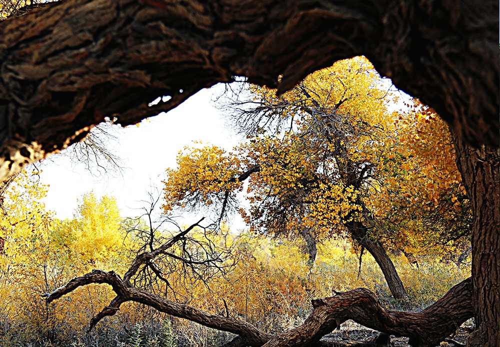 千年胡杨林 闫新建 摄.jpg